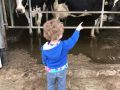 boy looking at cows on farm