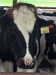 cow looking at you