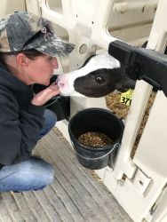 fun feeding the baby cows