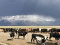 grooving a cow yard in colorado