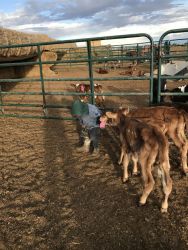 lesson from the expert on feeding calves
