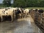 Finished feed pad with grooved concrete and dairy cows